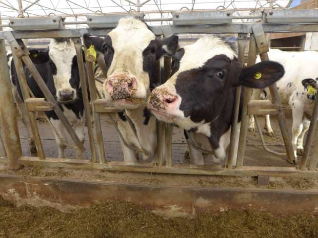 IPOB rejects FG’s ranching proposal, says it’s ‘land grabbing’