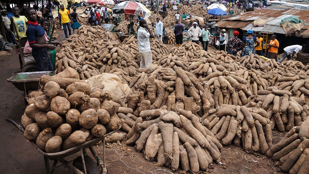 Yam prices rise in Lagos, consumers lament