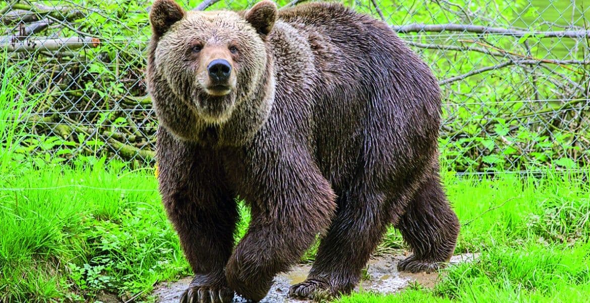 Famous hiker dies after bear attack in Greece
